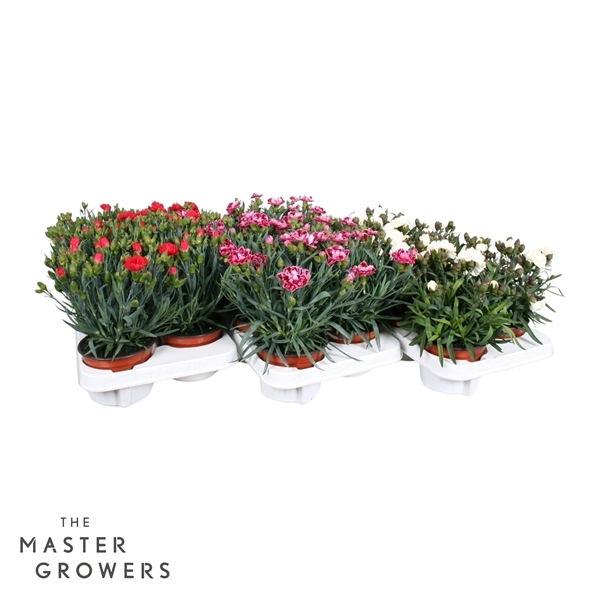 <h4>Dianthus caryophyllus divers Mix CC</h4>