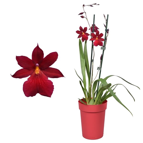 <h4>Cambria 'Nelly Isler' Red Velvet 2 tak met rode pot</h4>