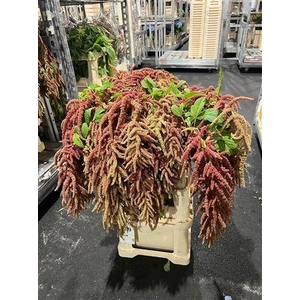 Amar Ca Coral Fountain Vertakt