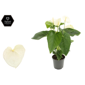 Anthurium 17 cm Alaska in transparant sleeve
