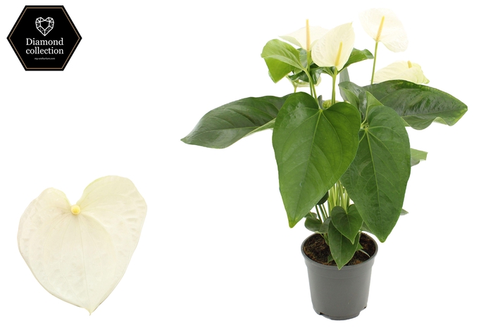<h4>Anthurium 17 cm Alaska in transparant sleeve</h4>