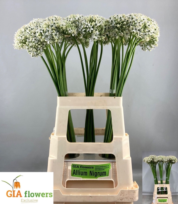 <h4>ALLIUM NIGRUM</h4>