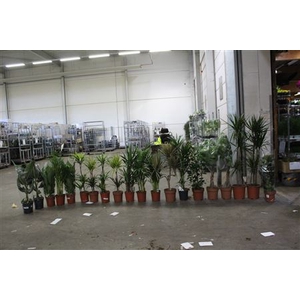 (20x1)** Aanb* Loss Plant Mix Pm 21-27