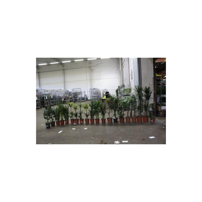 <h4>(20x1)** Aanb* Loss Plant Mix Pm 21-27</h4>