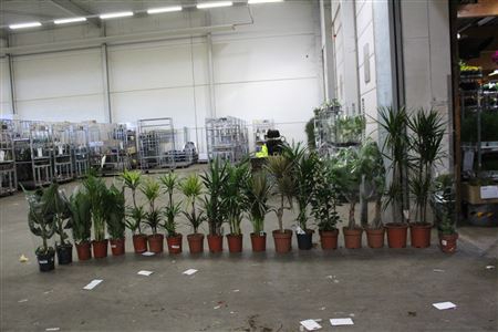 (20x1)** Aanb* Loss Plant Mix Pm 21-27