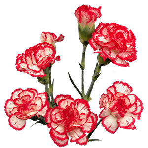 <h4>DIAN.TR. Minuetto</h4>