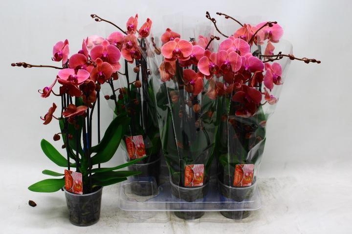 <h4>PHAL EL CASCADE</h4>