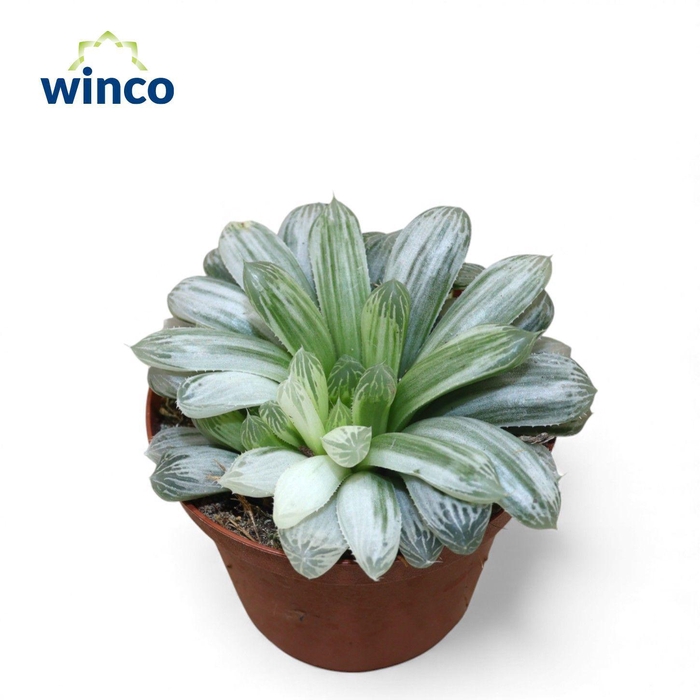 <h4>Haworthia Cymbiformis "White Tiger"</h4>
