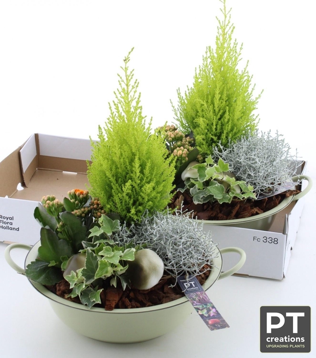<h4>ARR TUINPLANTEN</h4>