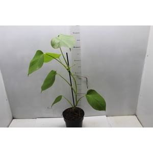 MONSTERA MINI P17