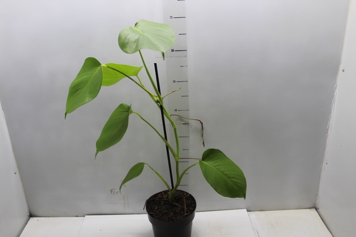 <h4>MONSTERA MINI P17</h4>