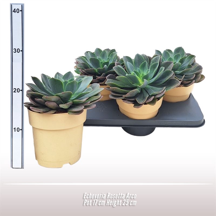 <h4>Echeveria Rosetta Arco</h4>