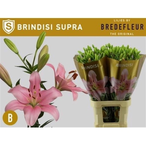 Li La Brindisi Supra