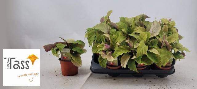 <h4>CALAT FUSION YELLOW</h4>