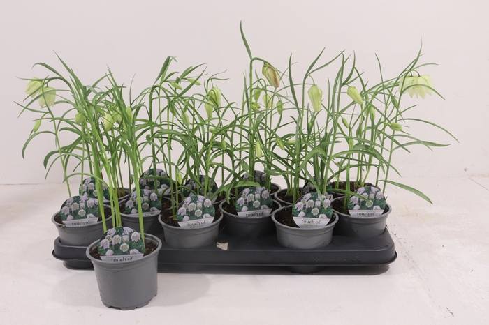 <h4>FRIT ME ALBA</h4>