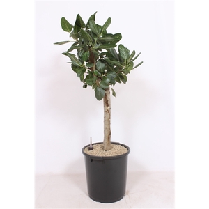 Ficus Benghalensis