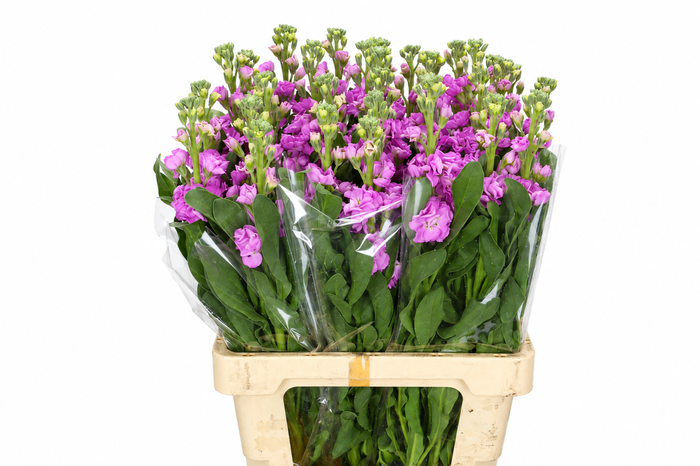 <h4>Matthiola Iron Pink</h4>