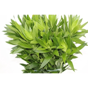 FOLHAGEM DRACENA PLEOMELE VERDE