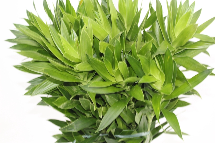 <h4>FOLHAGEM DRACENA PLEOMELE VERDE</h4>