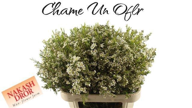 <h4>CHAME UN OFIR</h4>