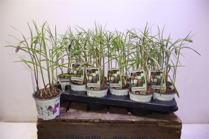 <h4>Frit Meleagris</h4>