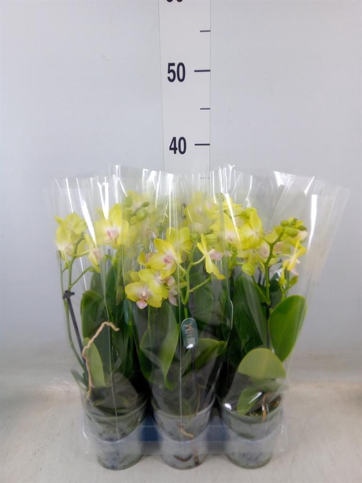 <h4>Phalaenopsis multi. 'Mila'</h4>