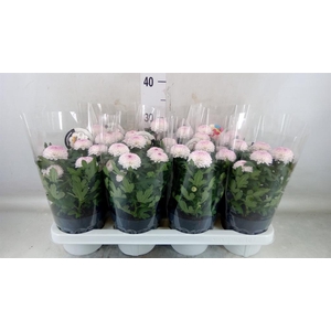 Chrysanthemum  'FlowPop Abbey'