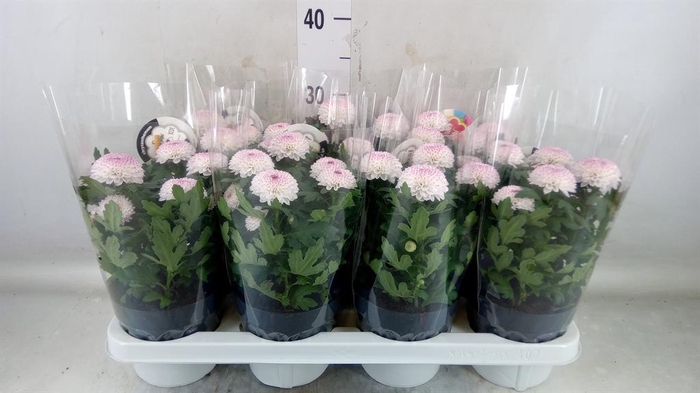 <h4>Chrysanthemum  'FlowPop Abbey'</h4>