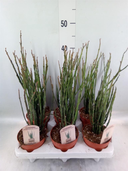 <h4>Euphorbia   ...</h4>