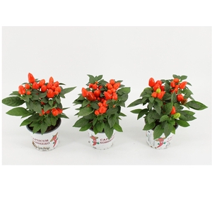 Capsicum Annuum 'Mambo Oranje'