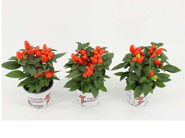 <h4>Capsicum Annuum 'Mambo Oranje'</h4>