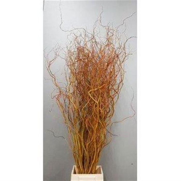 <h4>Salix Golden Curls</h4>