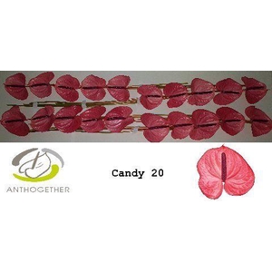 Anthurium Candy