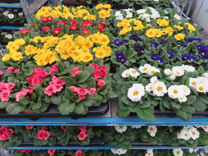 <h4>PRIM AC MIXK</h4>