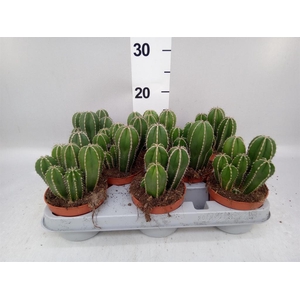 Cereus   ...