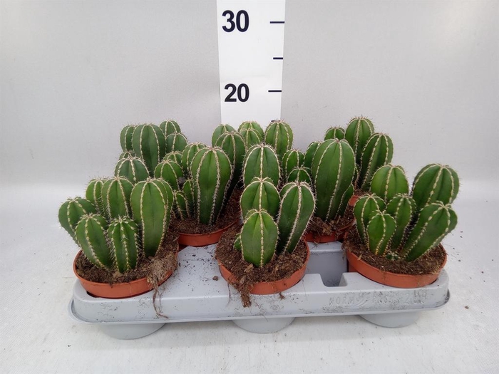 <h4>Cereus   ...</h4>