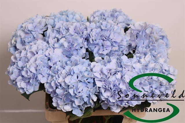 <h4>HYDR M CH VERENA BL</h4>