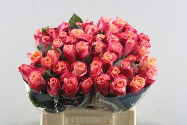 <h4>R Gr Helene L40</h4>