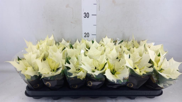 <h4>Euphorbia pulc. 'Alaska'</h4>