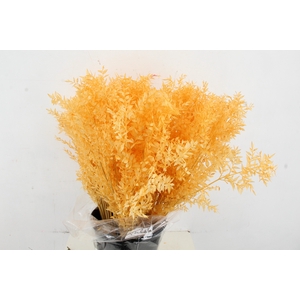 RUSCUS BLEACHED SALMON