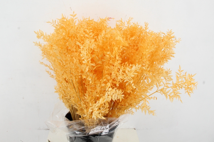 <h4>RUSCUS BLEACHED SALMON</h4>