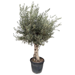Olea europea P60 stam
