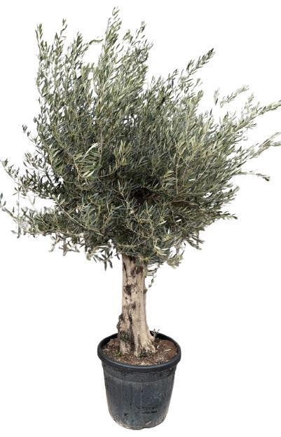 <h4>Olea europea P60 stam</h4>