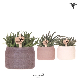Kolibri Greens Rhipsalis mix in Hieroglyph pot mix