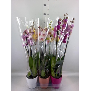 Phalaenopsis   ...mix