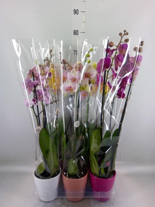 <h4>Phalaenopsis   ...mix</h4>