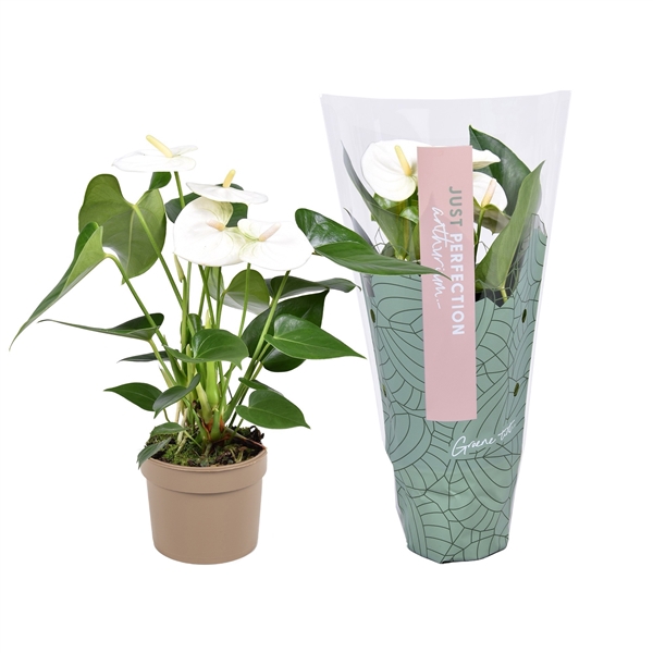 <h4>Anthurium Namora ''Just perfection®'' (XL-Flowers)</h4>