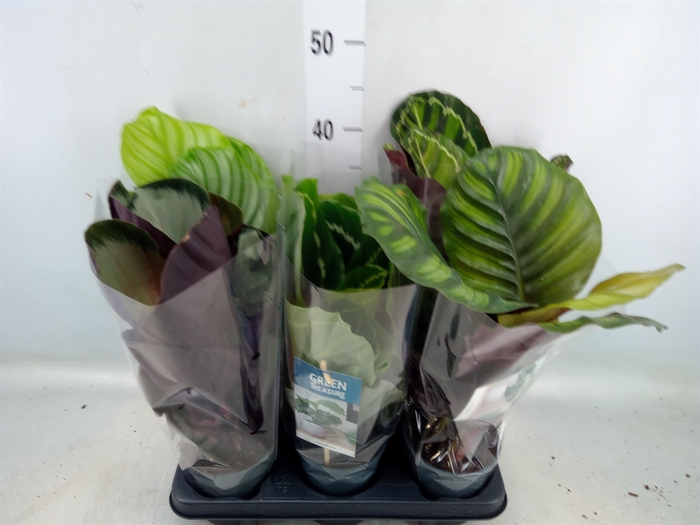 <h4>Calathea   ...mix</h4>