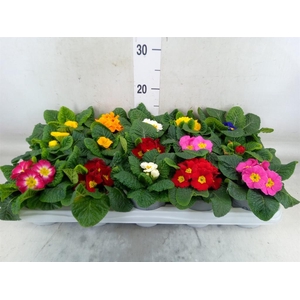 Primula ac.   ...mix