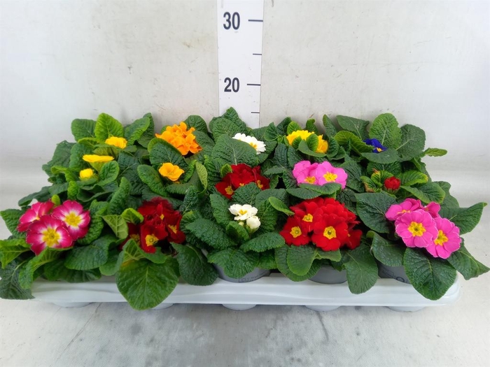 <h4>Primula ac.   ...mix</h4>